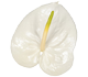 گل آنتوریوم اسپایر